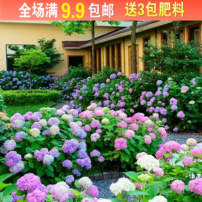 绣球花种子四季开花易种阳台盆栽图片