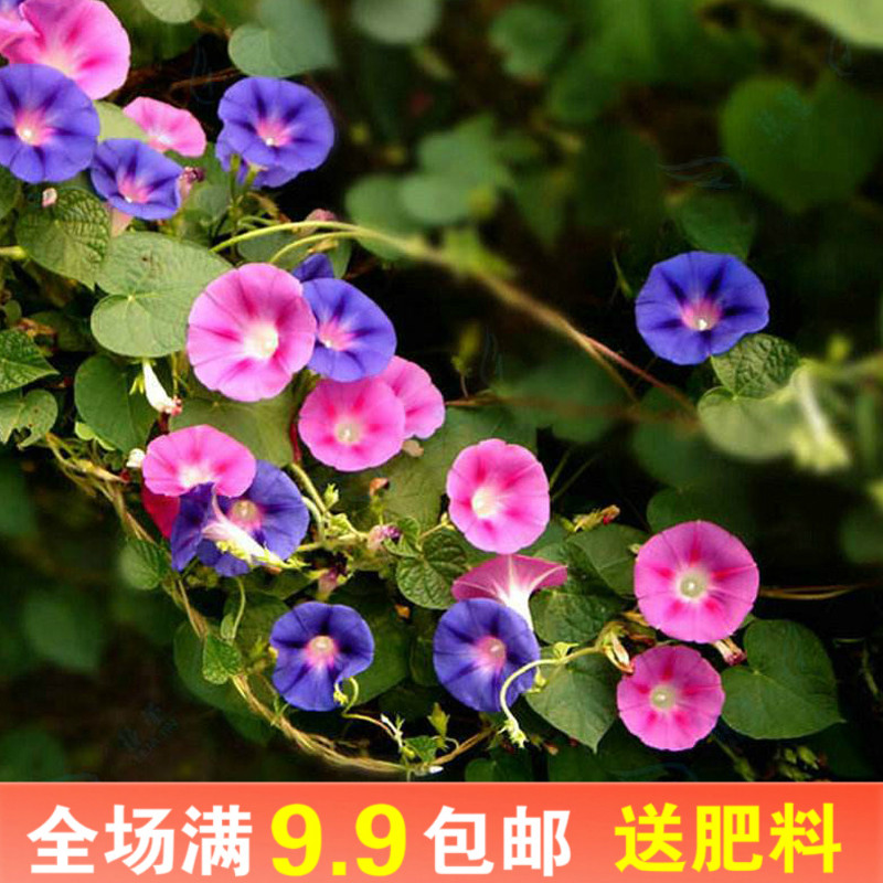 牵牛花种子喇叭花室外爬藤爬墙花卉四季播种开花盆栽易活花种籽孑