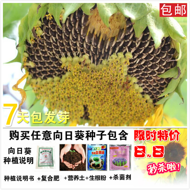 向日葵種子高產瓜子大粒食用葵油葵陽臺矮盆栽觀賞易種植葵花籽種