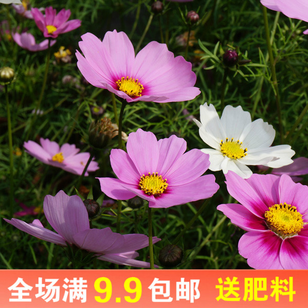 波斯菊种子格桑花四季开花易活