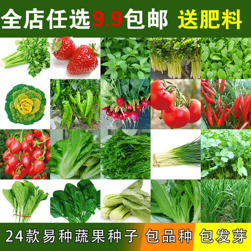 四季播阳台庭院水果盆栽蔬菜种子