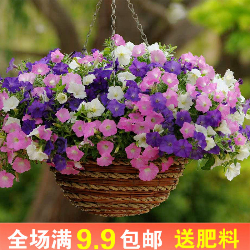 垂吊矮牵牛种子四季阳台盆栽花籽