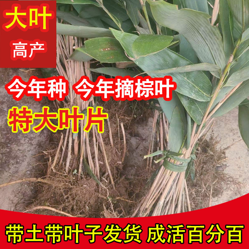 成活百分百】包粽子正宗粽叶苗箬叶苗高寮叶竹苗棕叶苗