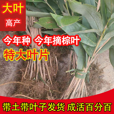 成活百分百】包粽子正宗粽叶苗箬叶苗高寮叶竹苗棕叶苗