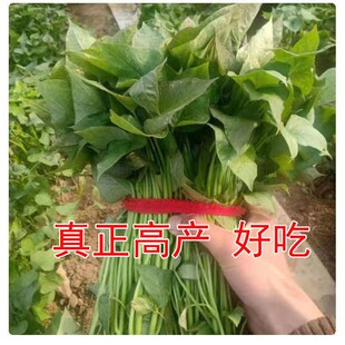 红薯地瓜藤高产地瓜秧苗可种可吃西瓜红烟薯白皮白心商薯苗番薯苗