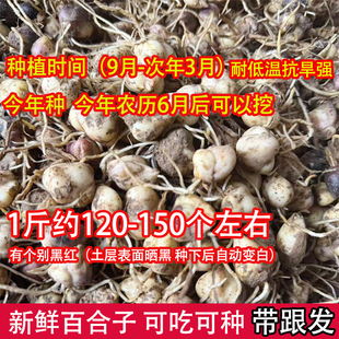 新鲜食用百合花可种可吃苗非香水百合赏花观赏新鲜食用百合百合子