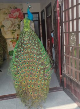 精品原装孔雀标本摆件自家手工制作羽毛完整漂亮蓝绿色环状花纹