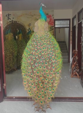 精品孔雀标本摆件羽毛完整漂亮蓝绿色环状花纹清晰做工精细