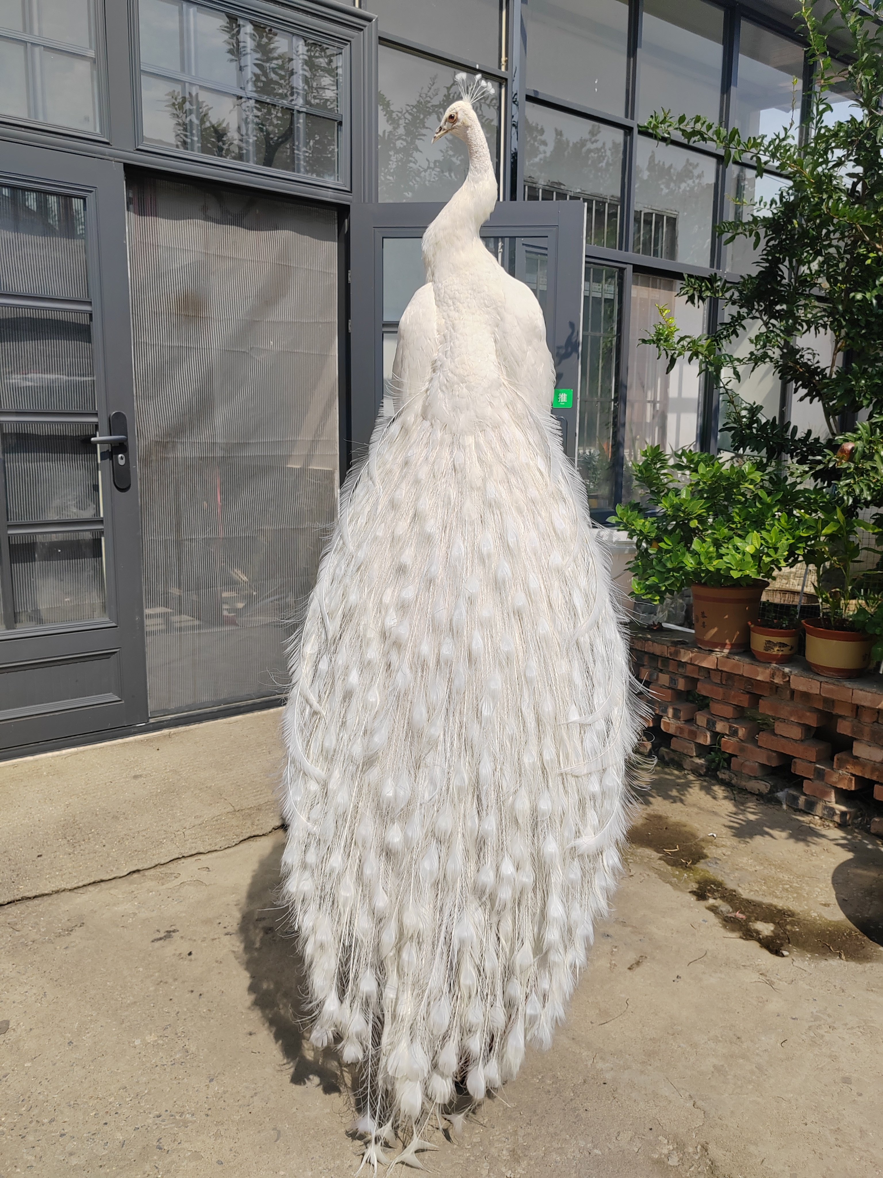 精品白孔雀标本摆件自家手工制作羽毛完整漂亮白色羽毛拖尾