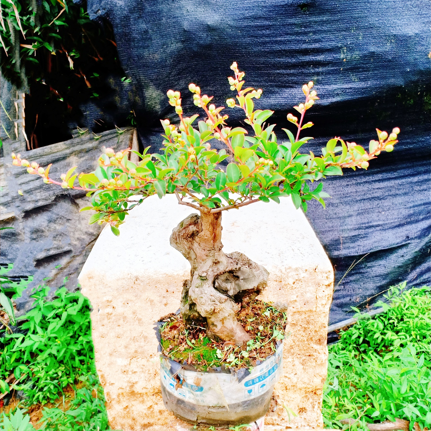室内好栽活紫薇树老桩盆景植物四季花苗十大名贵户外小矮霸生一拍