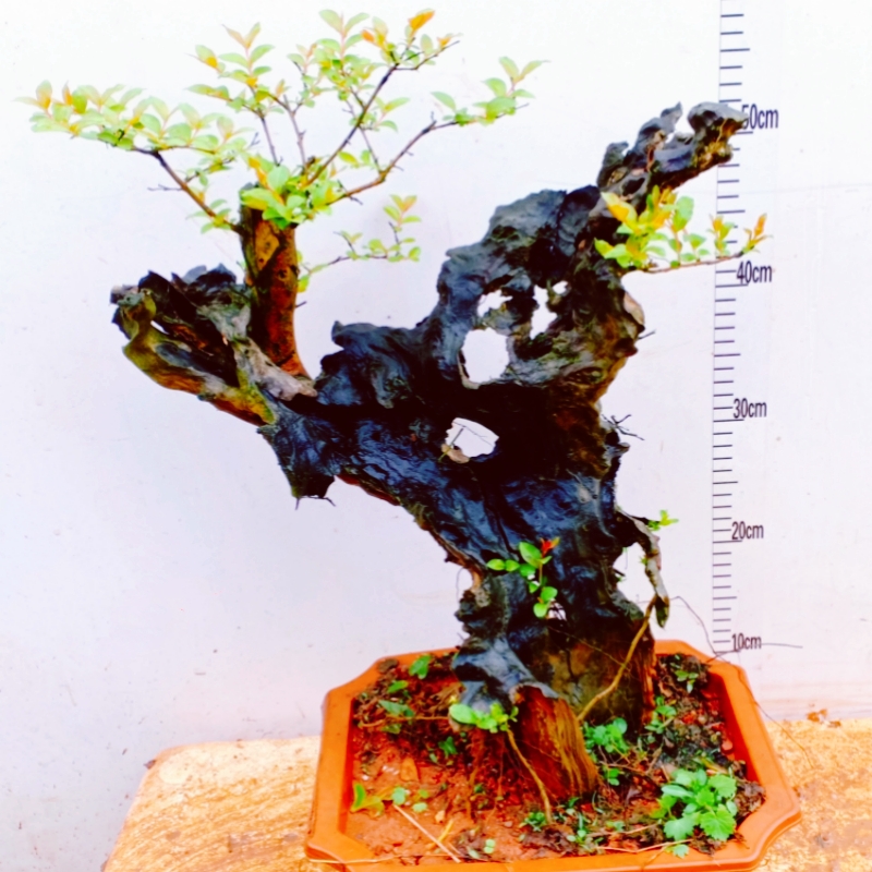 客厅盆栽植物紫薇老桩盆景花树苗