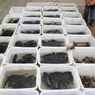 淡水鱼 泥鳅 乌龟 黄鳝 田螺 一起回归自然活体龟龟生态好养