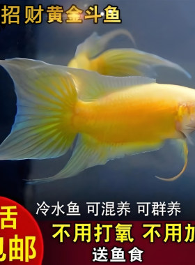 中国斗鱼黄金招财鱼玄黄淡水冷水