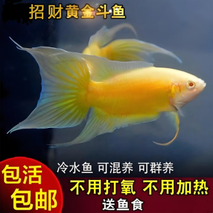 中国斗鱼黄金招财鱼玄黄淡水冷水鱼小型观赏鱼懒人免加温免打氧。