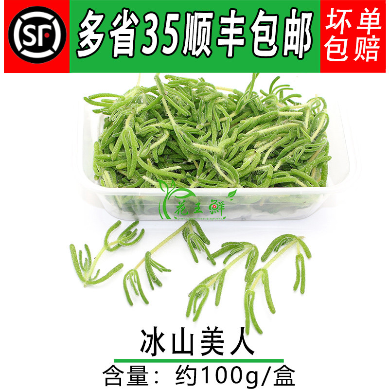 新鲜冰山美人 冰草 仙草蔬菜沙拉食用西餐摆盘装饰 冷艺凉拌点缀