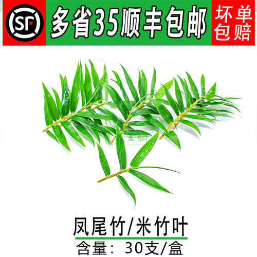 新鲜 凤尾竹 米竹叶 小竹叶酒店西餐摆盘装饰点缀鲜花