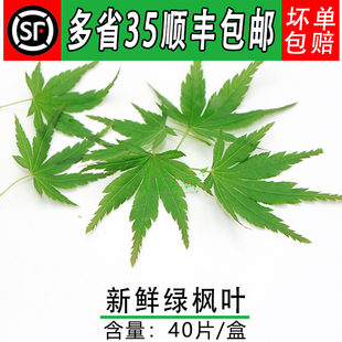 新鲜枫叶 新鲜绿枫叶 40片 日料西餐饮摆盘装饰花草点缀鲜花草