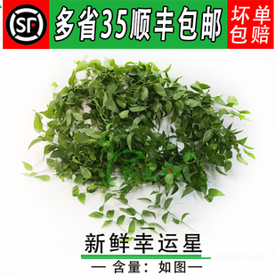 新鲜 幸运星 阔叶舞竹 食用 熊猫竹 酒店饭店西餐摆盘装饰5把包邮