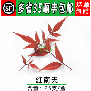 新鲜 红南天竹叶 非红枫叶 日料料理寿司西餐摆盘装饰
