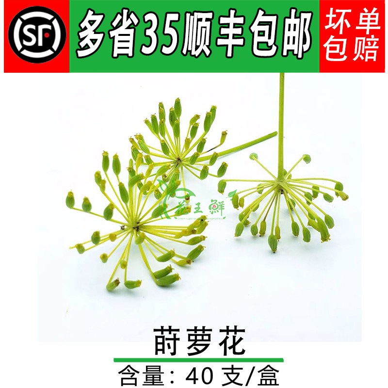 新鲜莳萝全国茴香顺丰包邮