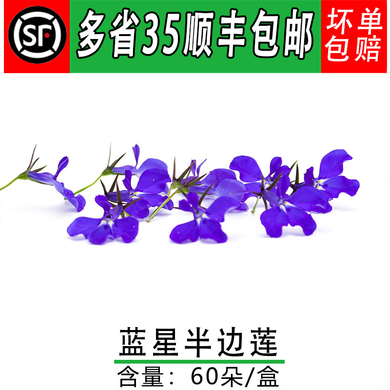 蓝星半边莲 六倍利蓝星花 酒店西餐摆盘装饰鲜花 冷艺摆盘60朵/盒