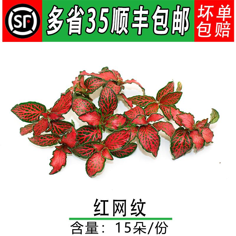 新鲜红色网纹草 红网纹叶子 西餐酒店日料西餐料理酒店盘饰点缀