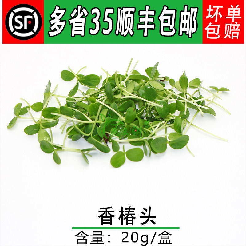 香椿苗嫩头  可食用芽苗菜 酒店饭店西餐冷艺摆盘装饰花草 20g/盒