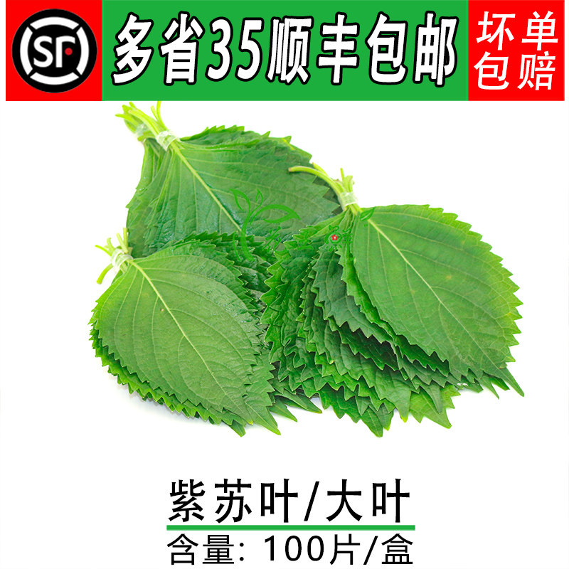 新鲜 大叶 紫苏叶 苏子叶 韩国烧烤包饭日料寿司刺身西餐摆盘装饰