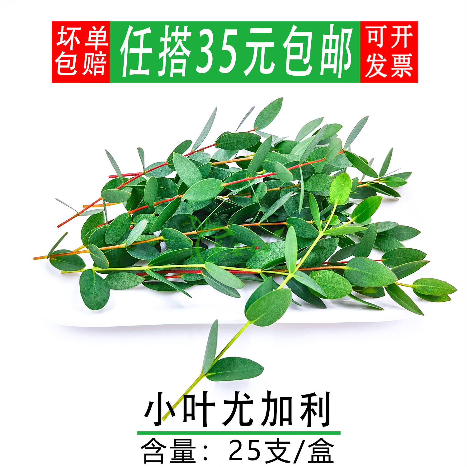 新鲜 尤加利叶 桉树叶 酒店西餐摆盘装饰点缀花草 冷艺摆盘鲜花