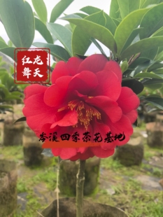 棕榈四季茶花新品种，朱雀鸣夏，红龙舞天，祖庙雕刻，满堂喝彩