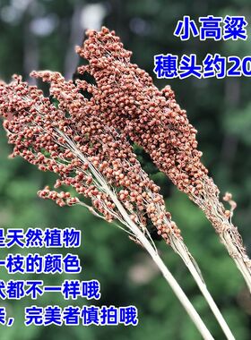 红高粱穗带杆锅刷东北挂饰造景酒馆摆件拍摄道具仓鼠磨牙橱窗干花