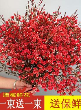 澳洲腊梅鲜花冬季插花