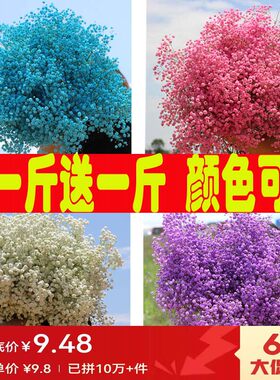 鲜花工厂批发新鲜满天星