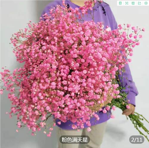 满天星工厂批发新鲜满天星