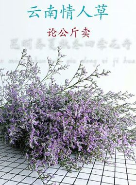 云南勿忘我情人草干花花束鲜花真花家庭家居装饰摆设插花花卉礼物
