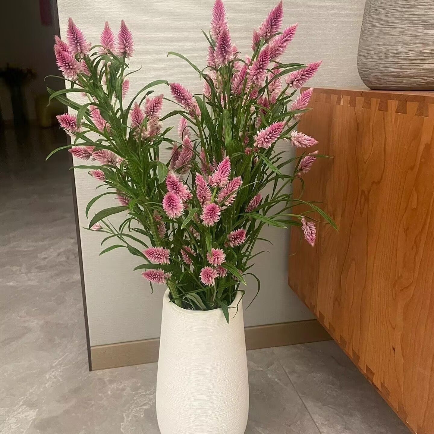 多头凤尾花鲜切花水养可做干花