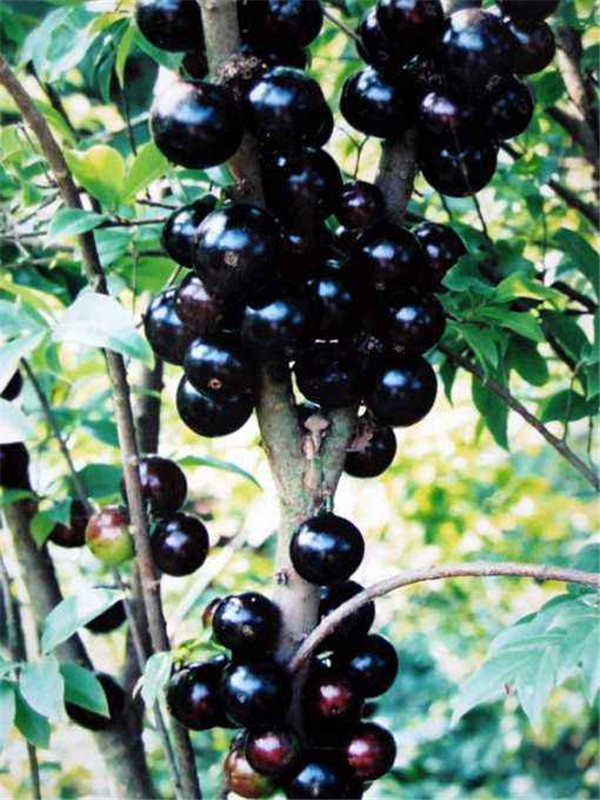jaboticaba Guomiao Seasons pot Grape tree seedlings Large trees Four seasons South courtyard Then Resultin the Flower delivery/Flowers simulation/Plants gardening , Garden Plants/Trees/Fruit tree, Fruit tree category - from Buy2taobao.com to provide professional Taobao agent buy service