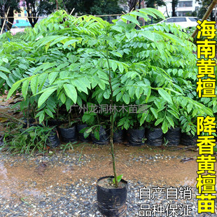 名贵珍稀树苗海南黄檀树苗正宗海南降香黄檀苗红木广州苗木沉香苗