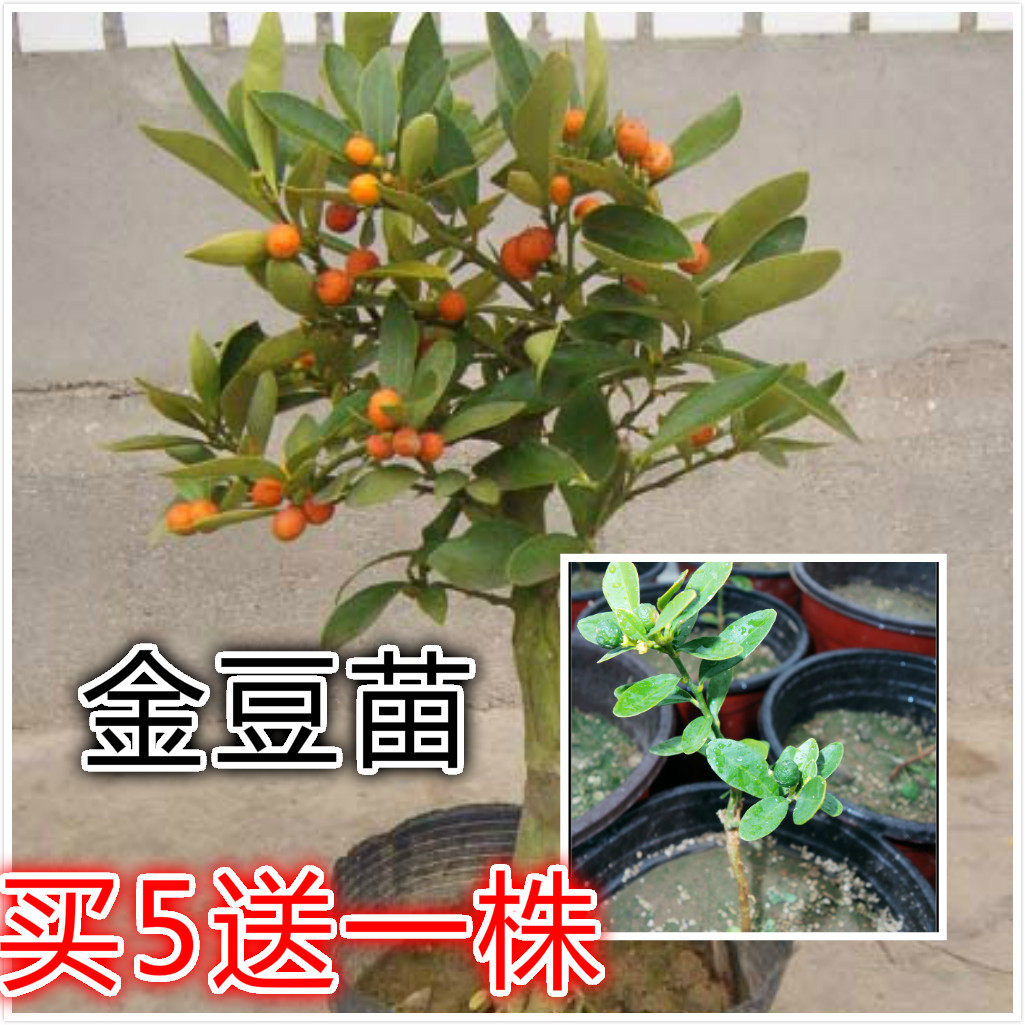 金豆苗盆景小苗豆苗山桔苗野山柑树苗长青金豆苗木苗圃直销|msdalam kategori penghantaran bunga/bunga simulasi/tumbuhan berkebun, bunga/Tumbuh-tumbuhan tumbuh-tumbuhan pasu (baru), bunga - dari Buy2taobao.com untuk memberikan perkhidmatan ejen Taobao profesional membeli