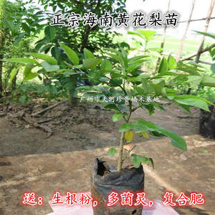 海南黄花梨苗黄花梨树苗降香黄檀苗黄花梨树苗盆景
