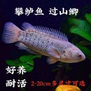 耐养鱼淡水鱼不用氧热带鱼攀鲈鱼观赏鱼活体巴毛过山鲫会走路 鱼