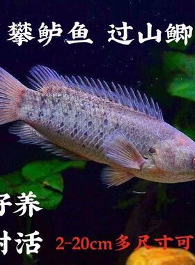 耐养鱼淡水鱼不用氧热带鱼攀鲈鱼观赏鱼活体巴毛过山鲫会走路的鱼