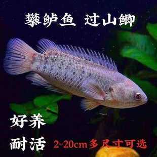 耐养鱼淡水鱼不用氧热带鱼攀鲈鱼观赏鱼活体巴毛过山鲫会走路的鱼
