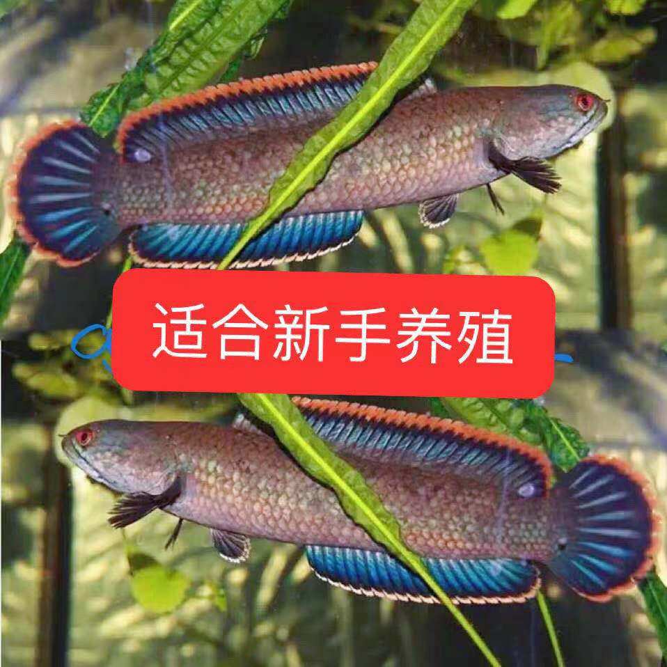 南鳢雷龙鱼观赏鱼冷水鱼龙鱼凶猛七彩雷龙淡水活体彩虹雷龙鱼包邮