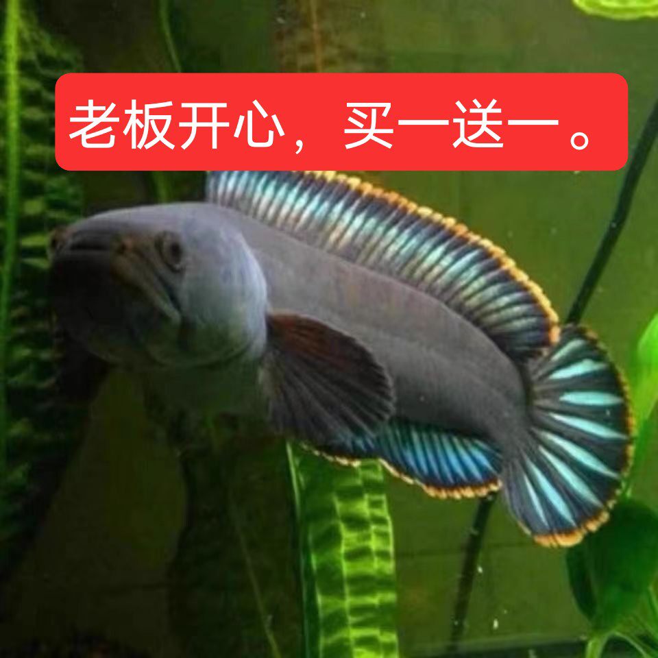 [买一送一]南鳢冷水鱼凶猛鱼七彩雷龙淡水鱼易存活彩虹雷龙观赏鱼