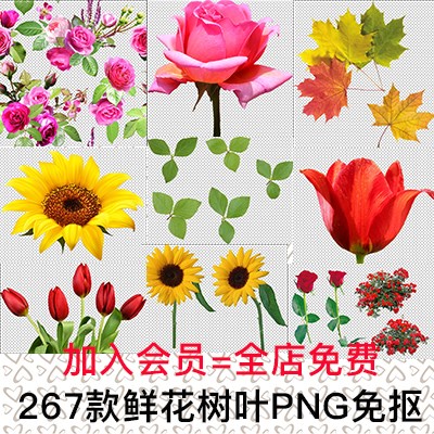 鲜花花朵树叶玫瑰郁金香向日葵枫叶png免抠透明图片