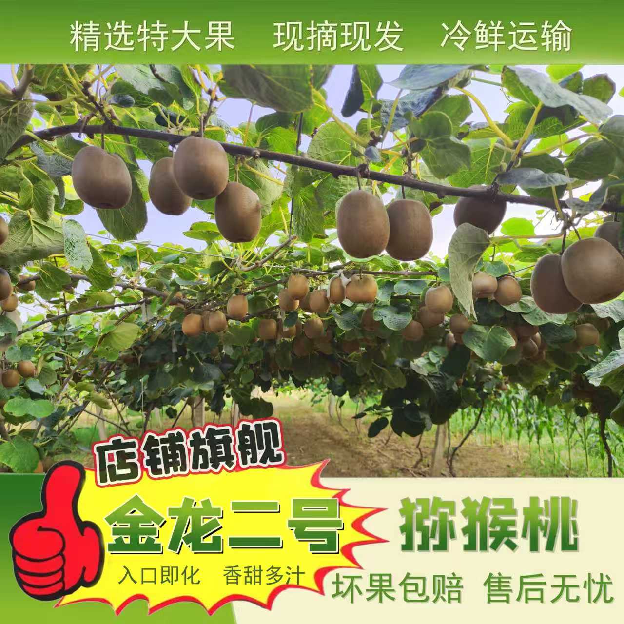 陕西渭南 金龙二号 猕猴桃  果园直发 特大果 冷鲜运输 包邮