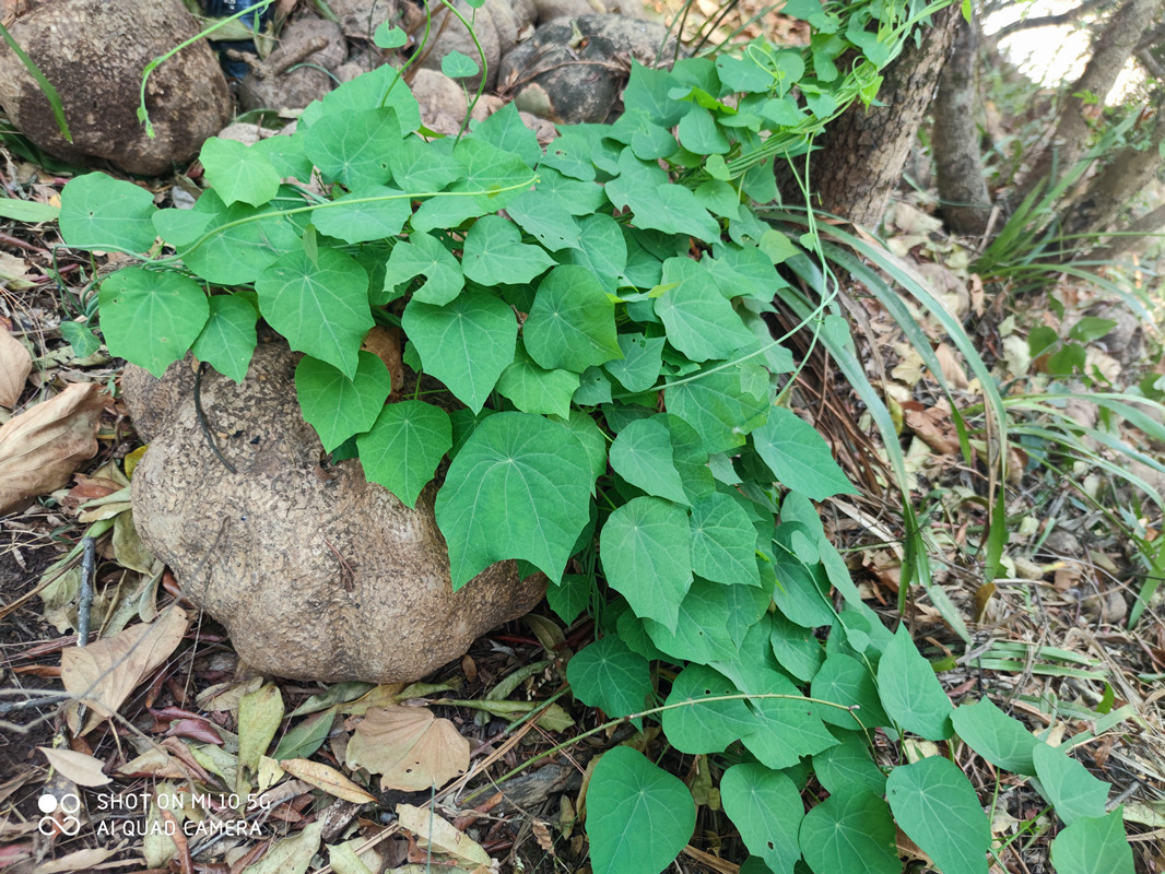 山乌龟绿藤地不容金不换千金藤室内外花盆景带芽球根多肉包活特价