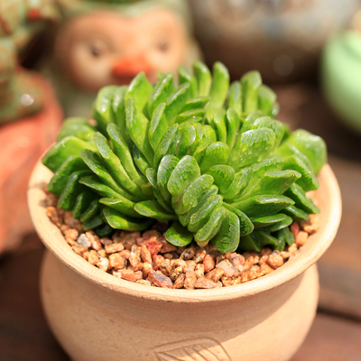 维尼美家好养玉扇玉露多肉植物