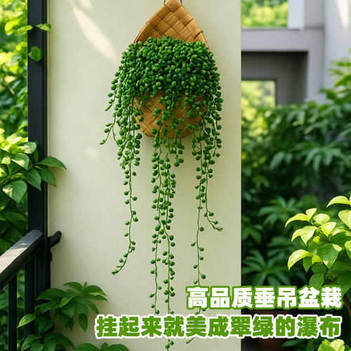 情人泪多肉植物垂吊懒人盆栽绿植